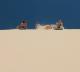 Sandboarding the dunes!
 - Larc Paradise Tour 1770 LARC! Tours