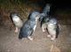 Bicheno Tours, Cruises, Sightseeing and Touring - Penguin Tour