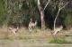 Kangaroos, Mangroves and Ocean Tour
 - Maiala Rainforest Tour Brisbane Nature Tours