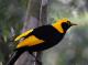 Bellthorpe Rainforest Tours
 - Maiala Rainforest Tour Brisbane Nature Tours