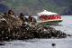 Seals - Bruny Island Cruises
 - 3 Hour Bruny Island Wilderness Cruise Bruny Island Cruises