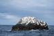 Seabirds - Bruny Island Cruises
 - 3 Hour Bruny Island Wilderness Cruise Bruny Island Cruises