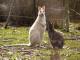 Bruny Island Safaris White Wallaby
 - Distillery Tour ex Hobart, incl Lunch and Tastings. Bruny Island Safaris