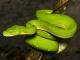 Green tree python
 - Marine Life Encounter Cairns Aquarium