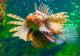 Lionfish
 - Marine Life Encounter Cairns Aquarium