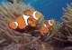 Nemo  - Day Cruise to Great Barrier Reef - 3 Certified Dives Calypso Snorkel and Dive