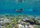 Snorkelling over coral
 - Day Cruise to Great Barrier Reef - Snorkeller w/ Transfers Calypso Snorkel and Dive