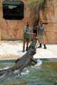 Crocosaurus Cove
 - Whipray Encounter Crocosaurus Cove