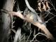 Brush Tail Possum
 - Dudley Peninsula Private Tour 1-4 ex Kingscote/Penneshaw Kangaroo Island Hire a Guide