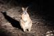 Wallaby  - Nocturnal Tour Kangaroo Island Hire a Guide