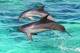 Kangaroo Island Tours, Cruises, Sightseeing and Touring - Kangaroo Island Ocean Safari - 75 Min Ocean Safari