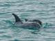 Local wildlife
 - Mariners Cove at Paynesville