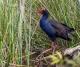 Swamp Hen
 - Habitat Noosa