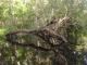 Reflections
 - Serenity Tour Everglades Eco Safaris