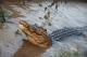 Crocodile Bathing LDT
 - Kakadu Day Tour, Nourlangie and Yellow Water Offroad Dreaming