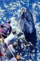 Humpback beside boat. View looking down on pax.
 - Sydney Harbour Afternoon sightseeing Cruise Sydney Princess Cruises