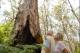 Old growth Karri Forest
 - Beach and Forest Eco Adventure 9am Departure Pemberton Discovery Tours