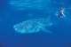 Whale Shark
 - Sal Salis