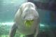 Dugong eating lettuce
 - Sydney Aquarium Admission Sea Life Sydney Aquarium