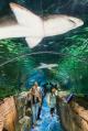 Shark Valley  - Sydney Aquarium Admission Sea Life Sydney Aquarium