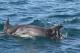 Dolphins playing beside the ferry
 - Sorrento to Queenscliff: Car up to 5.5 metres and Driver Searoad Ferries