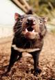 Tassie Devil  - Tasmanian Devil Unzoo The Tasmanian Nature Company