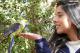 Green Rosella Feeding
 - Tasmanian Devil Unzoo The Tasmanian Nature Company