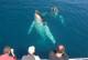 Whale Watching
 - Champagne Sunset Sail Blue Dolphin Marine Tours