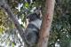 Koala at Wildlife Wonders
 - Walk with Wildlife Guided Tour Wildlife Wonders