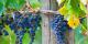 grapes
 - Mornington Peninsula Winery Bus Tour Wine Hop and Coastal Tours Pty Ltd