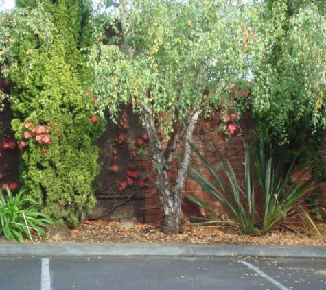 Exterior - Gardens - Grosvenor Court Apartments