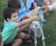 animal feeding - Bestbrook Mountain Resort Farm Stay