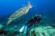 Diver with turtle - Day Cruise to Great Barrier Reef - 1 Certified Dive w/ TRF Calypso Snorkel and Dive