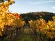 Balancing Heart Vineyard - Flavours of the Granite Belt - Private tour Filippos Tours