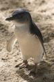 Melbourne Zoo - Penguin - Australian Wildlife Experience Melbourne Zoo