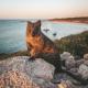 REX Hero Quokka - Ferry Transfer: One Way Transfer to Fremantle Rottnest Express