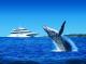 Whale Watching - Snorkel the Wrecks Cruise w/ Sea to Sky ex Holt St Wharf Tangalooma Day Trips